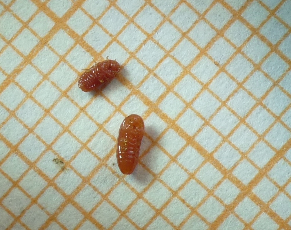 Tapinoma sp. (Formicidae) con ospiti (Coccidi)